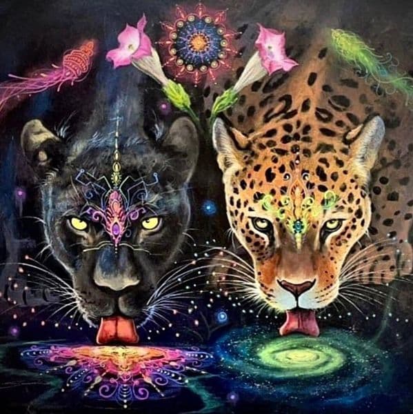 Photo of Nektar Healing